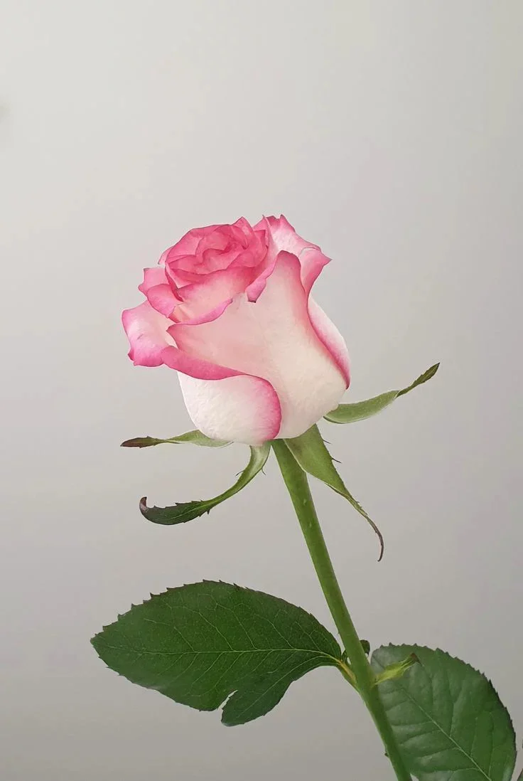 ვარდი ჯუმილია