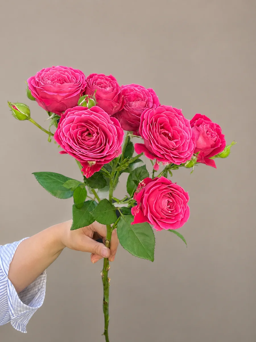 სპრეი ვარდი