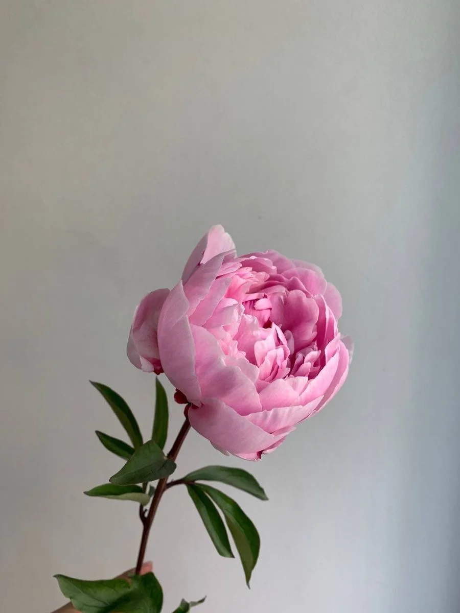 პიონი
