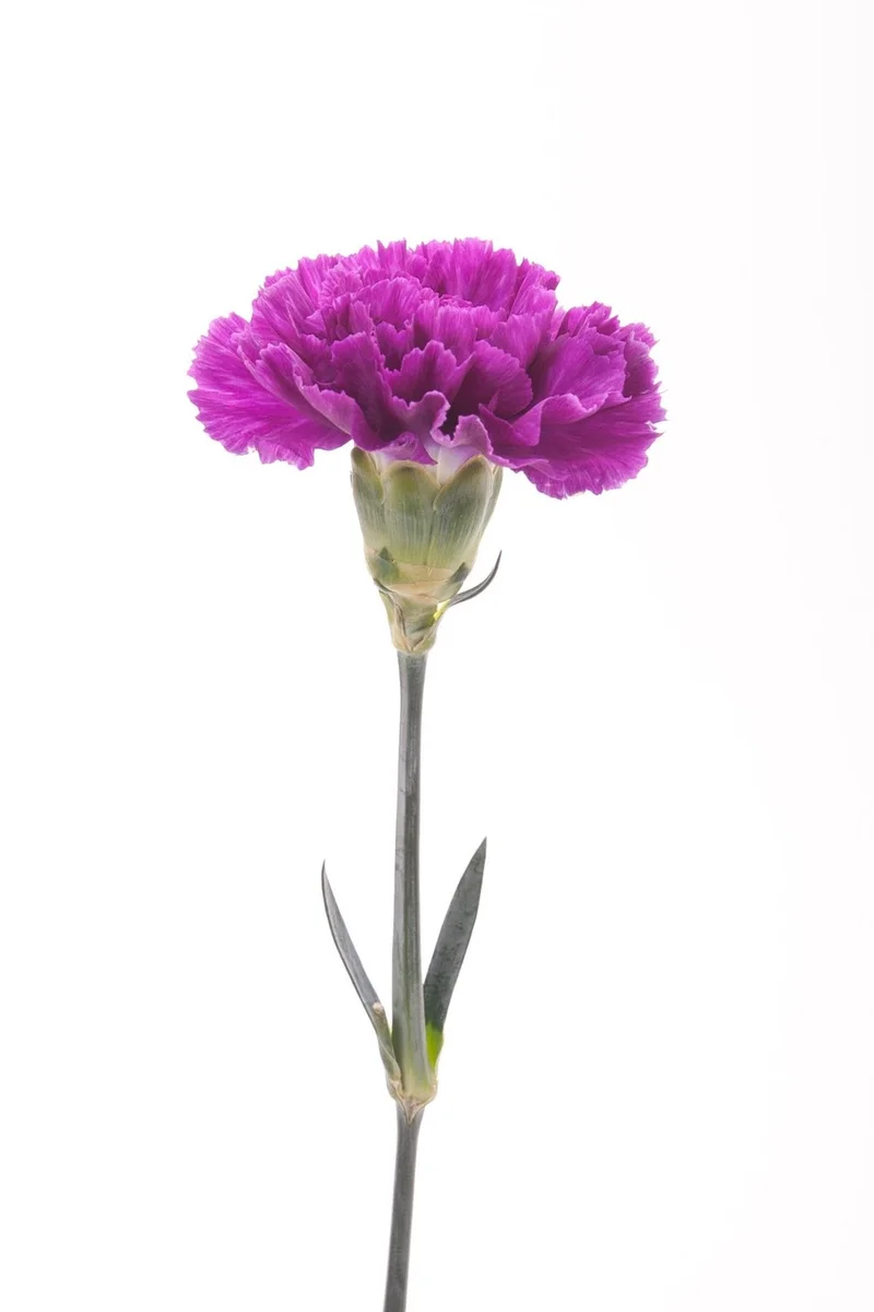მიხაკი