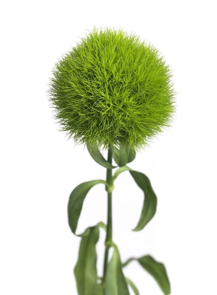 დიანტუსი