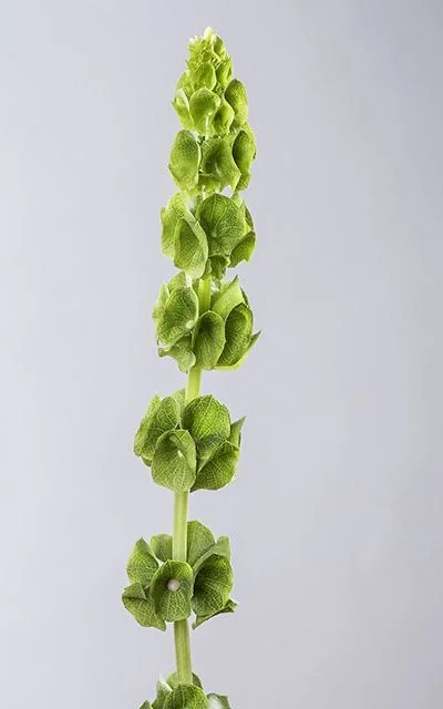მოლუცელა