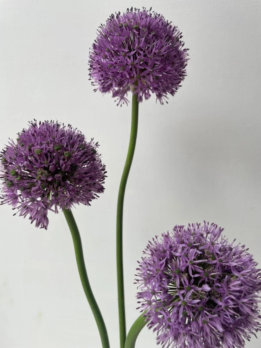 ალიუმი
