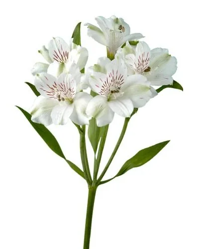 ალსტრომერია