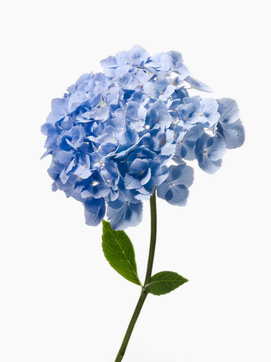 ჰორტენზია