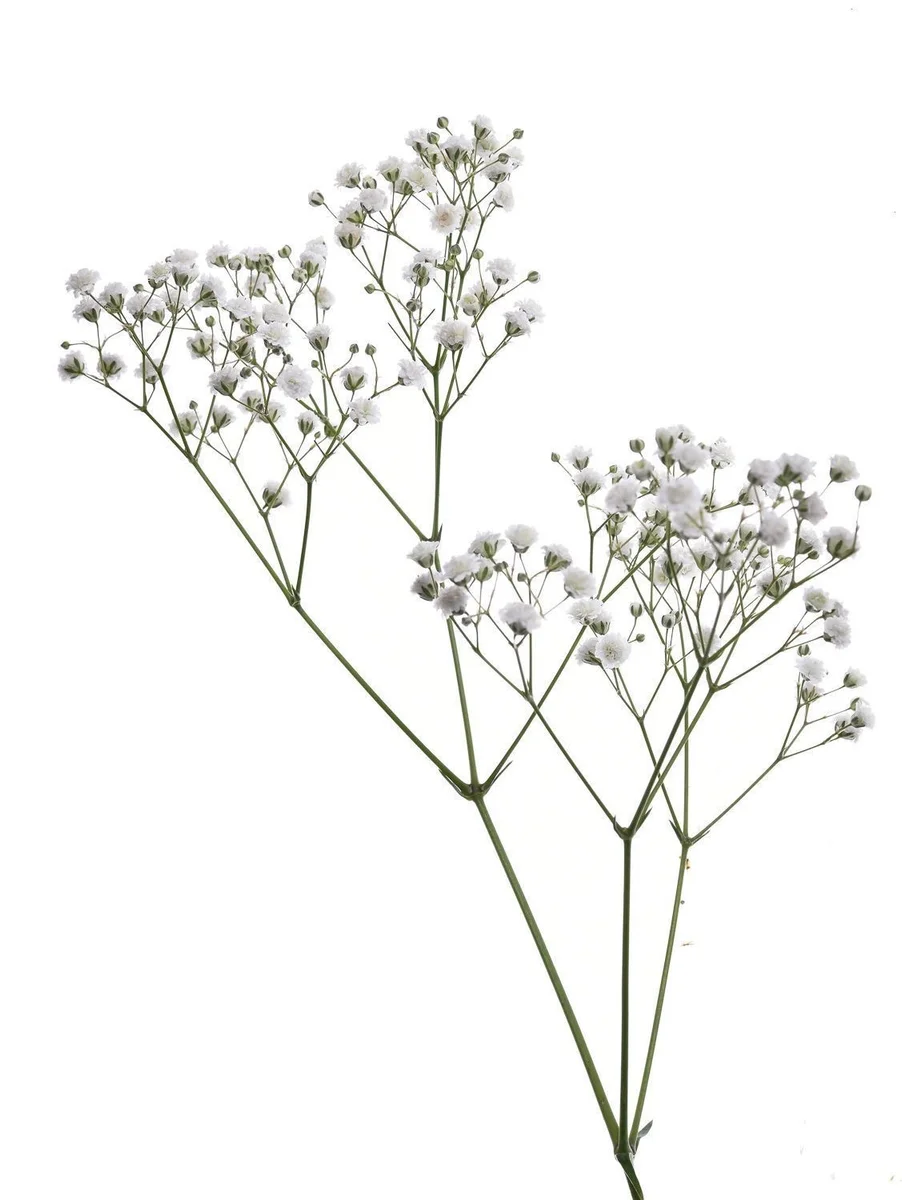 გიფსოფილა