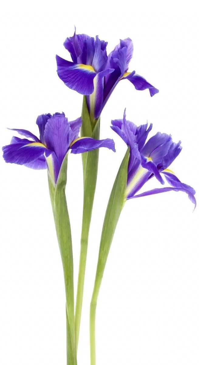 ირისი