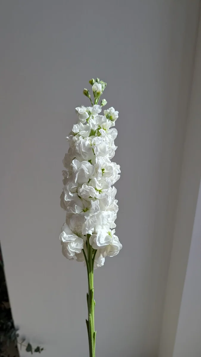 მატიოლა