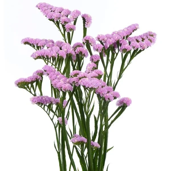 ლიმონიუმი