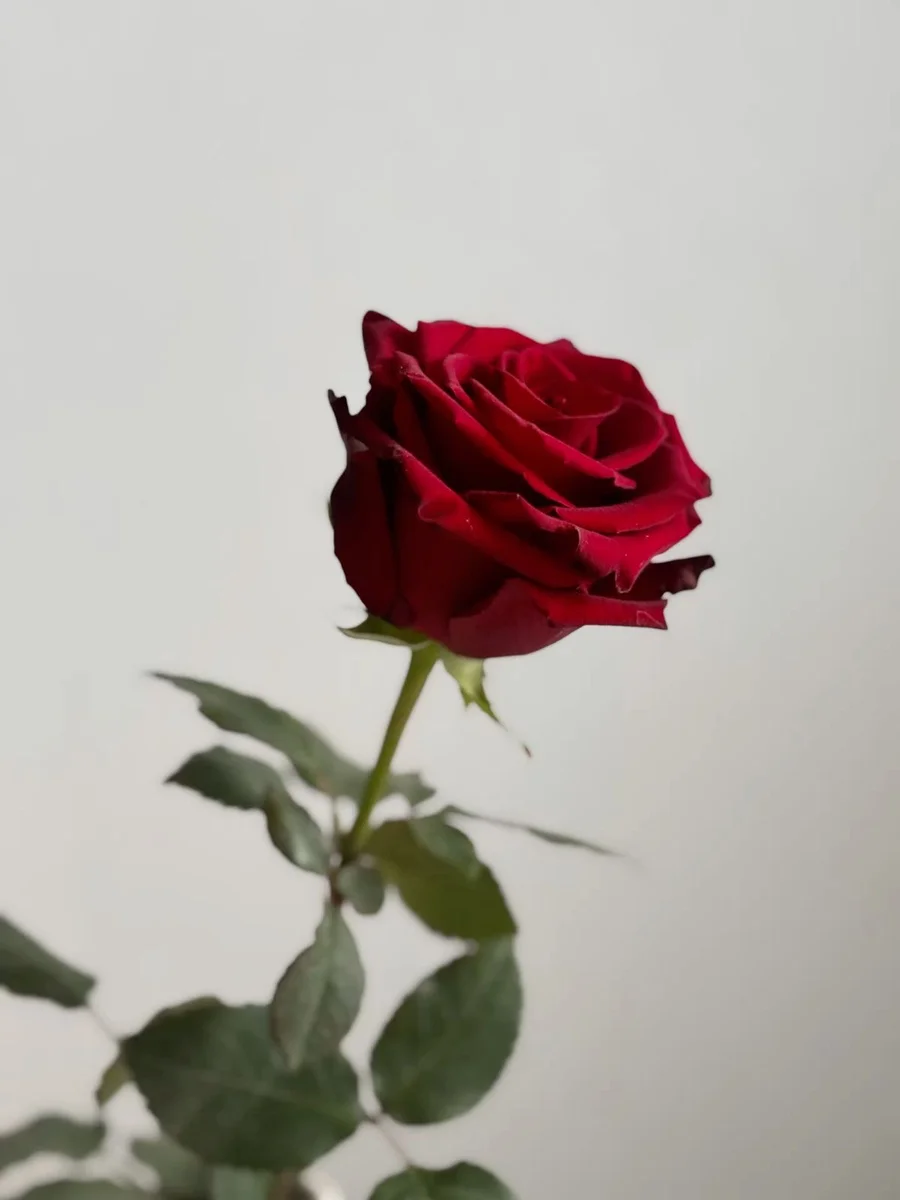 ჰოლანდიური ვარდი