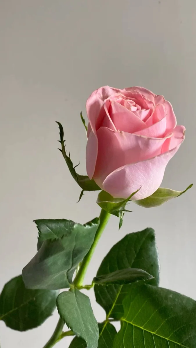 ვარდი ვარდისფერი